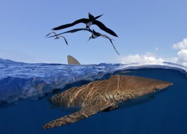 Shark Fishing: A Guide to Species