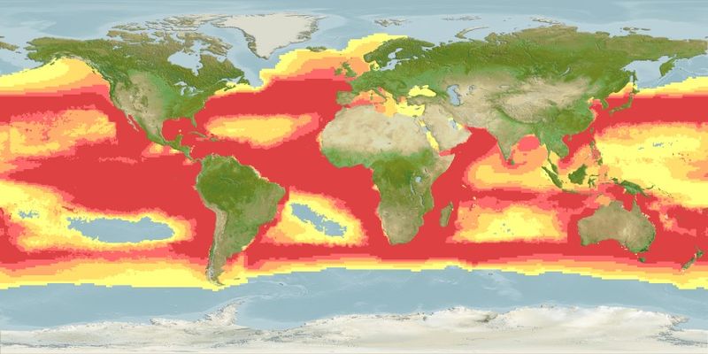 feed and grow fish great white shark locations